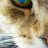 keyboardCat